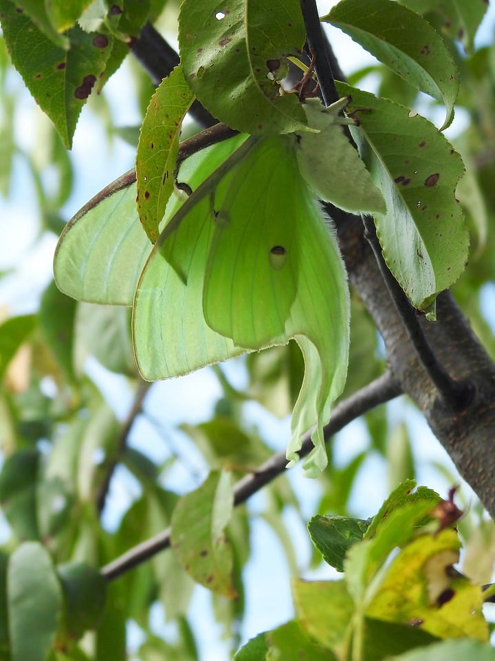 Luna Moth