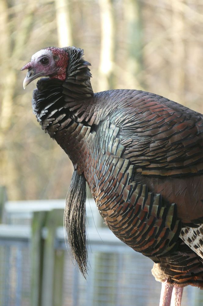 TurkeyA side portrait of a male turkey, with a bald whitish and red head, displaying a long beard that reaches its legs.
