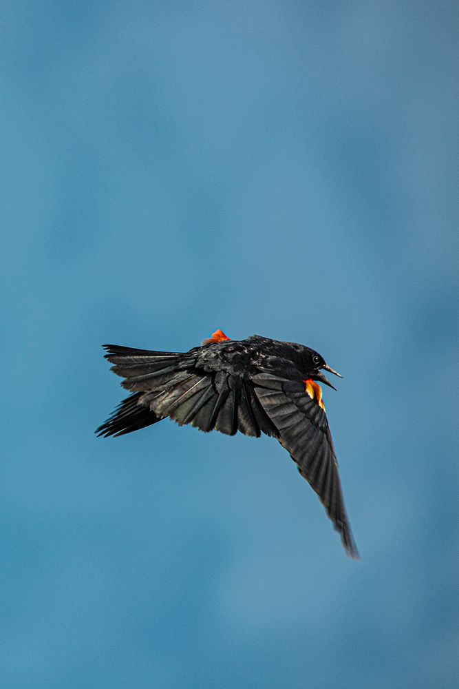 redwinged blackbird. Original public domain image from Flickr
