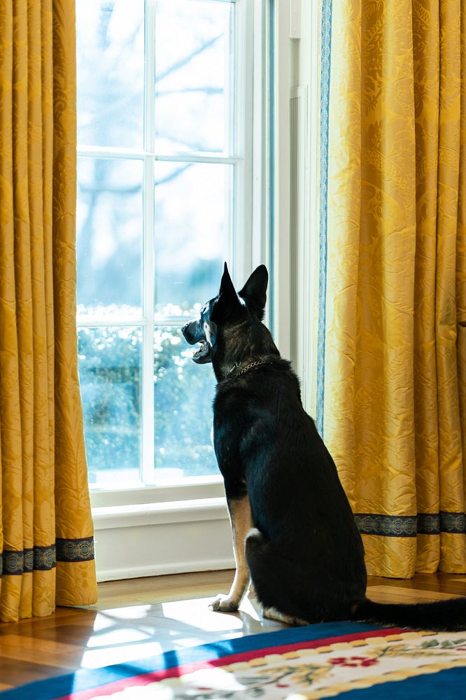 Biden family dog Major looks out the window of the Oval Office of the White House Thursday, Jan. 28, 2021, while President…