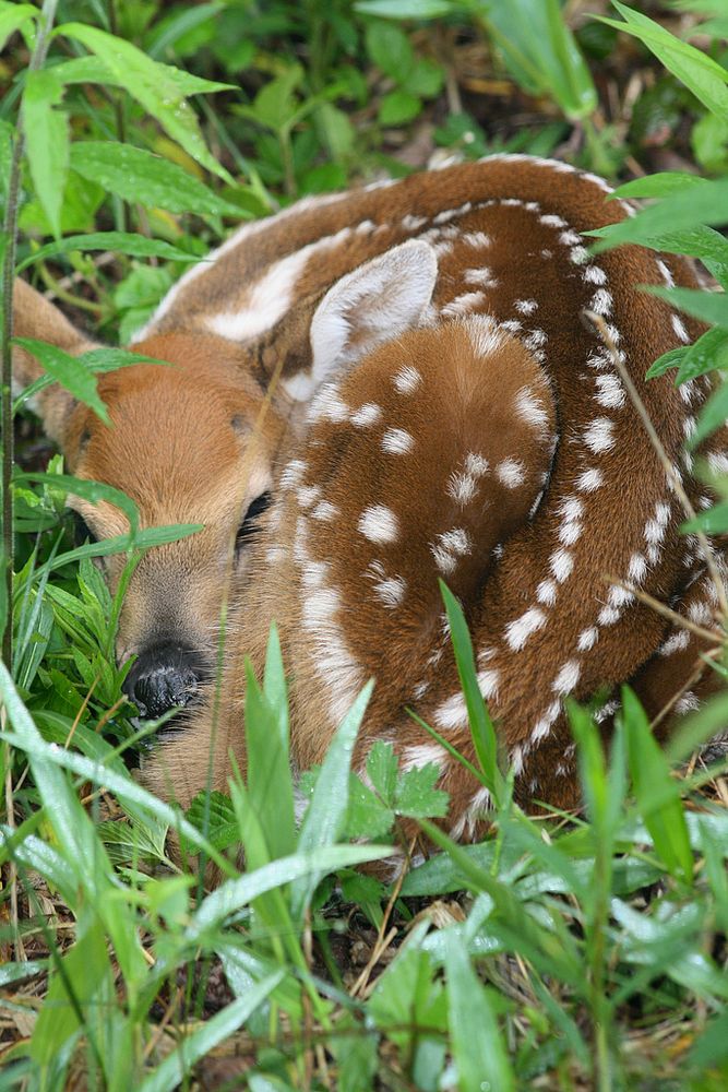 Speckled Fawn