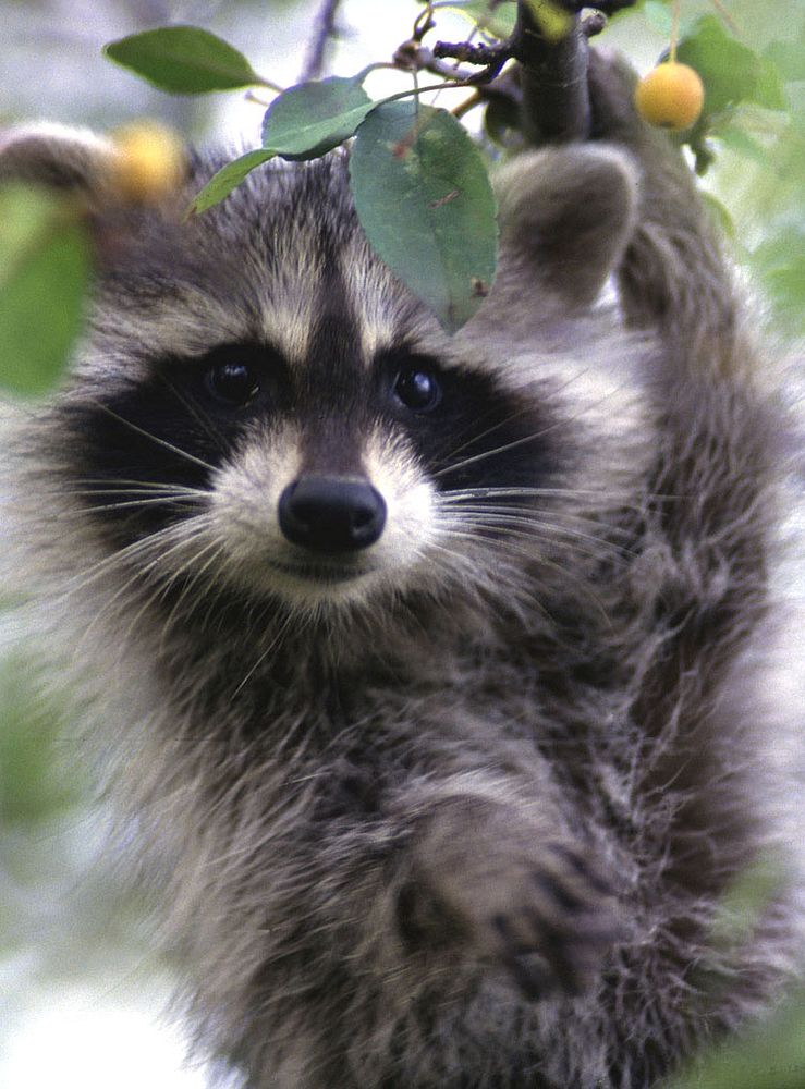 Photo of the Week - Raccoon (PA)