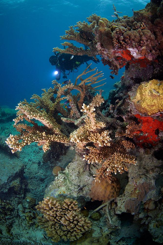 Beautiful Coral Reef at Anambas. Original public domain image from Flickr