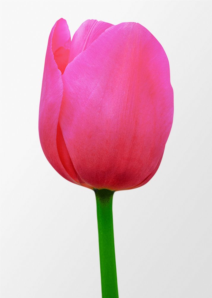 Pink tulip, spring flower clipart