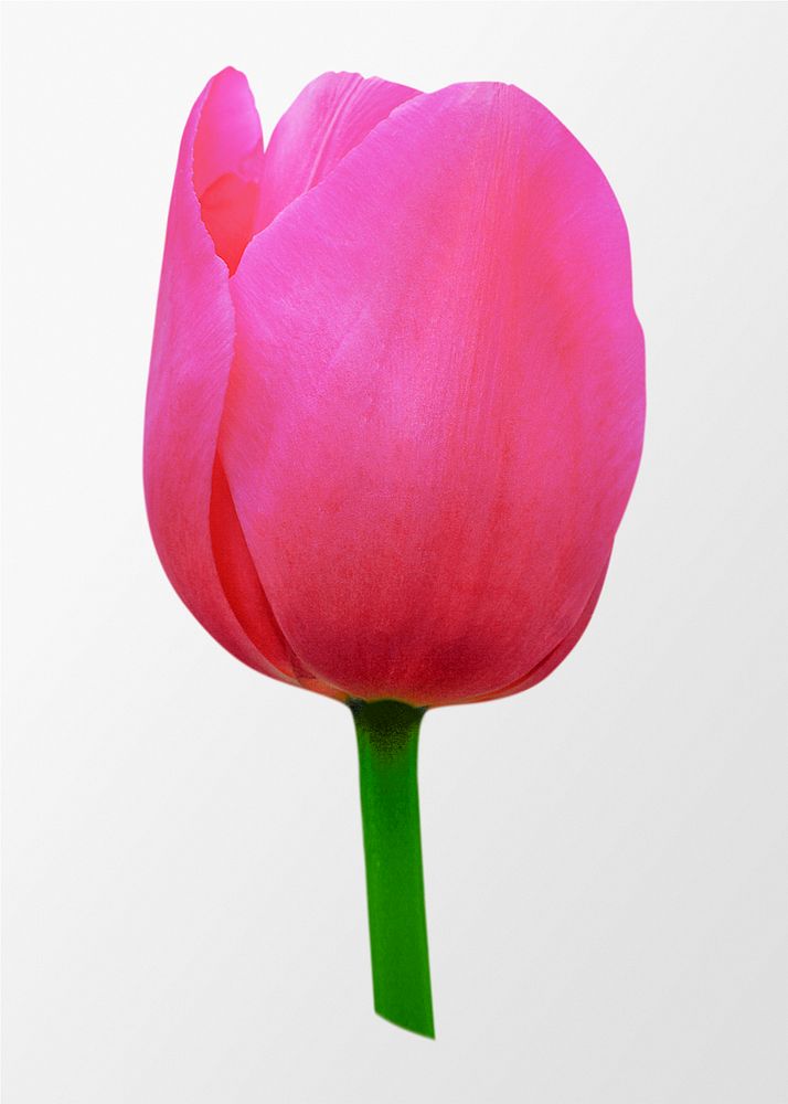Pink tulip, flower collage element psd