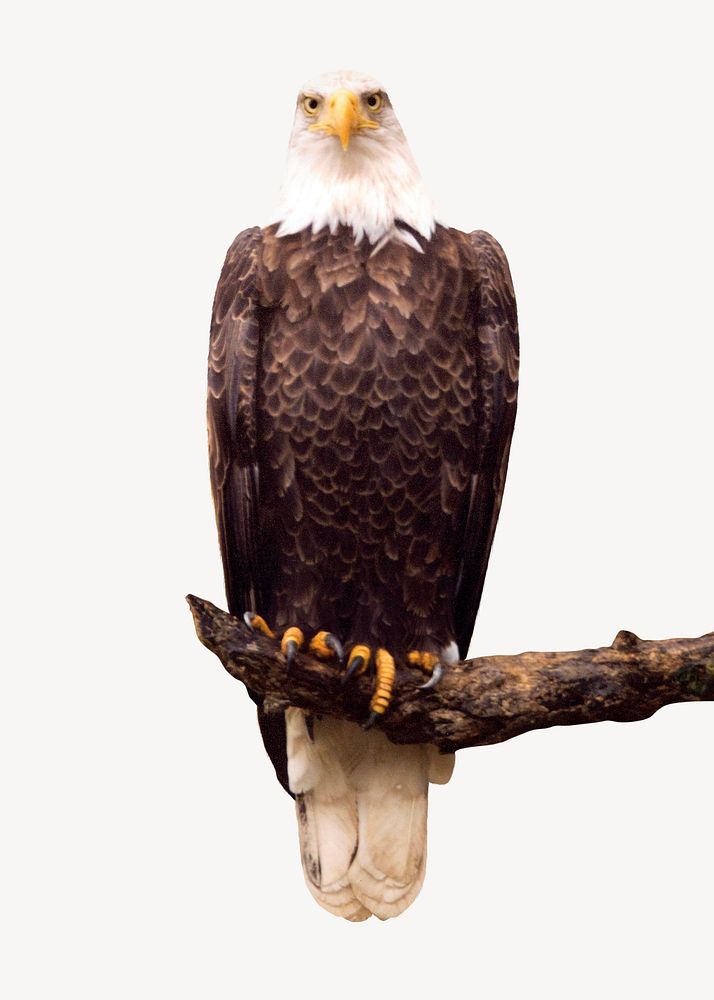 Eagle perching on branch, real animal design psd