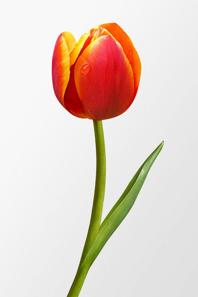 Blooming two tone tulip, spring flower clipart