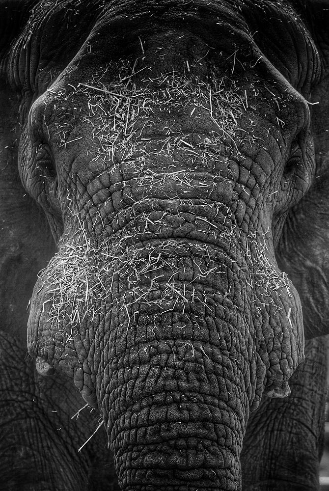 Close up elephant face in black and white photography. Original public domain image from Flickr