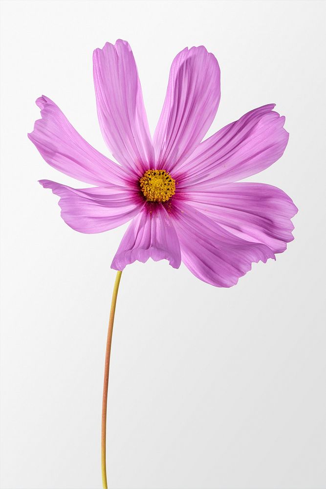 Pink cosmos, spring flower clipart