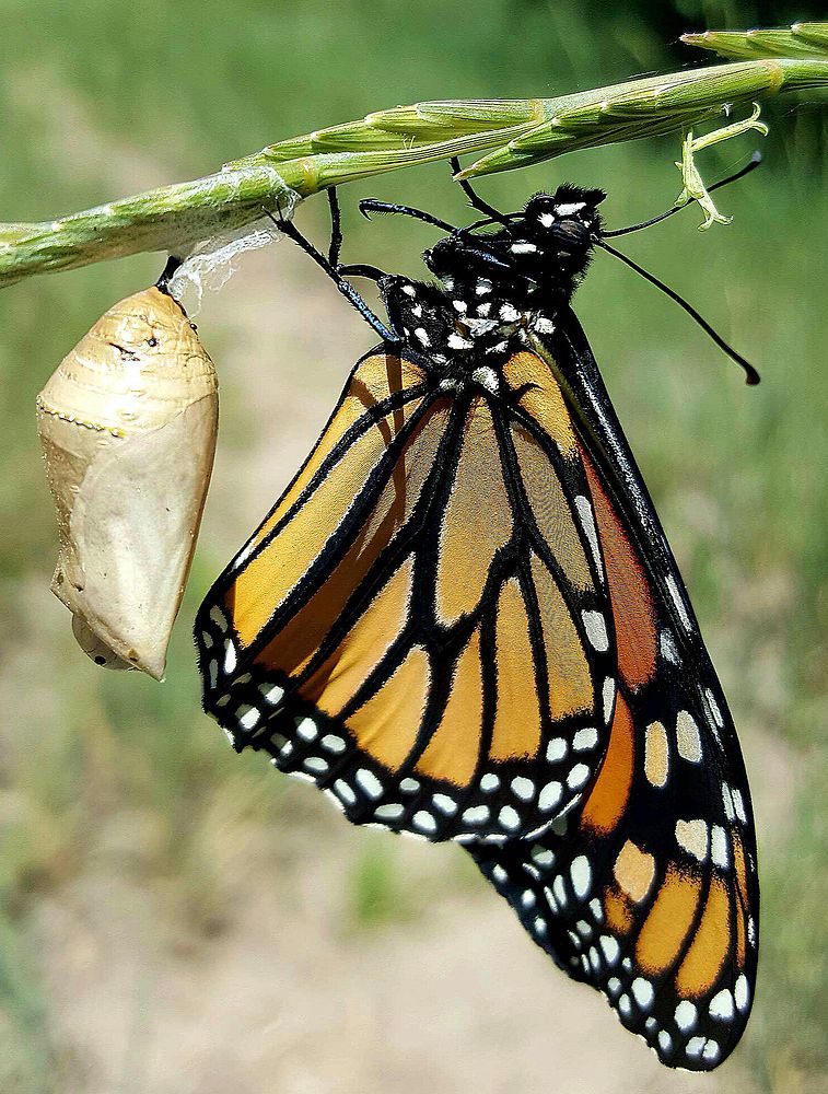 Monarch butterfly emerging from chrysalis. Original public domain image from Flickr 