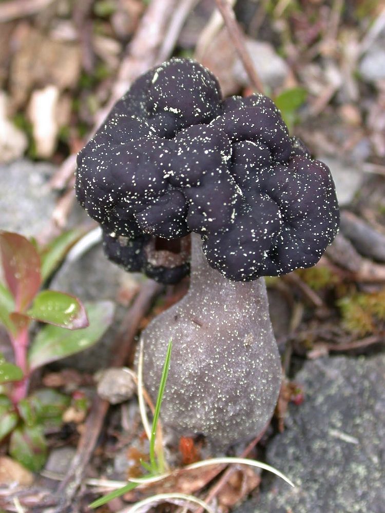 Tiny Elfin Saddle Mushroom, Olympic National ForestOlympic National Forest. Original public domain image from Flickr