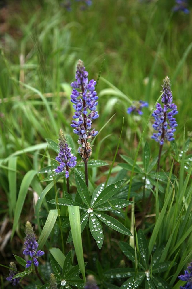 Lupine and Raindrops-Unknown. Original public domain image from Flickr
