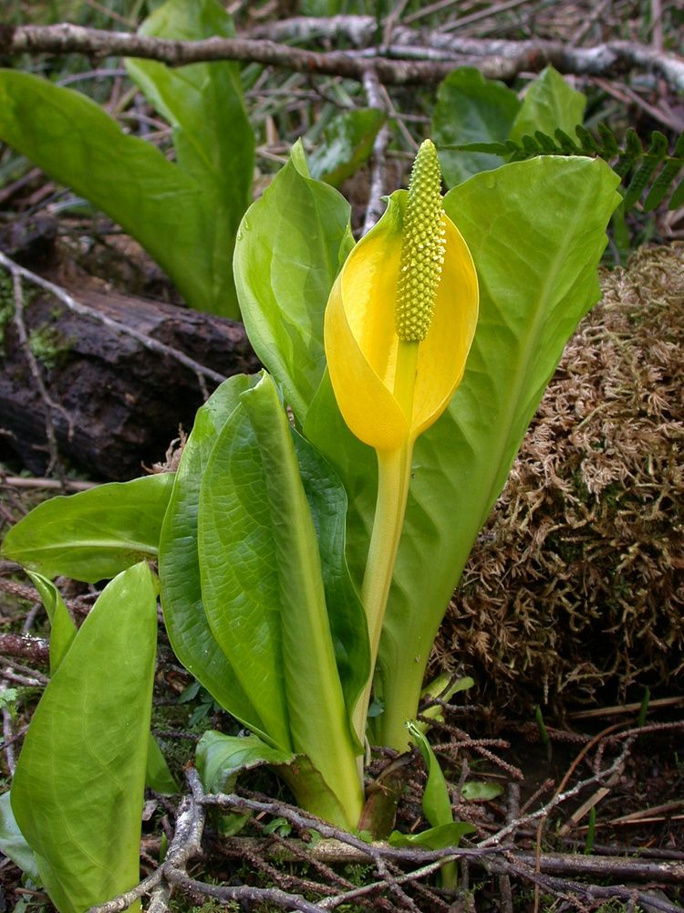 Skunk Cabbage in Bloom-OlympicOlympic National Forest. Original public domain image from Flickr