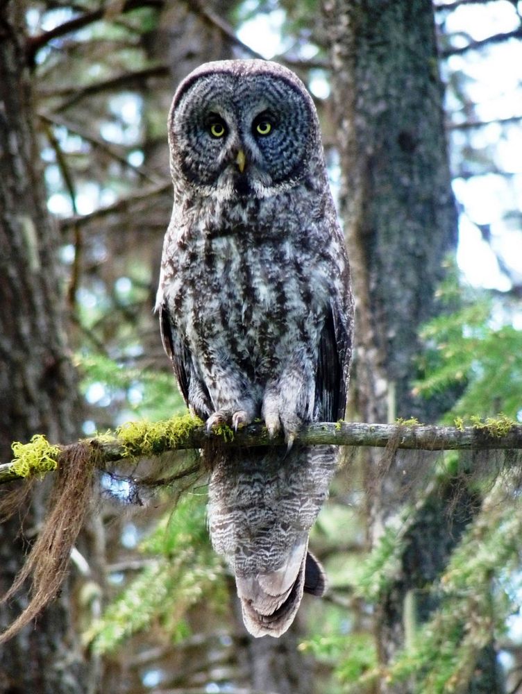 Adult Grey Owl on Branch, Wallowa-Whitman National Forest. Original public domain image from Flickr