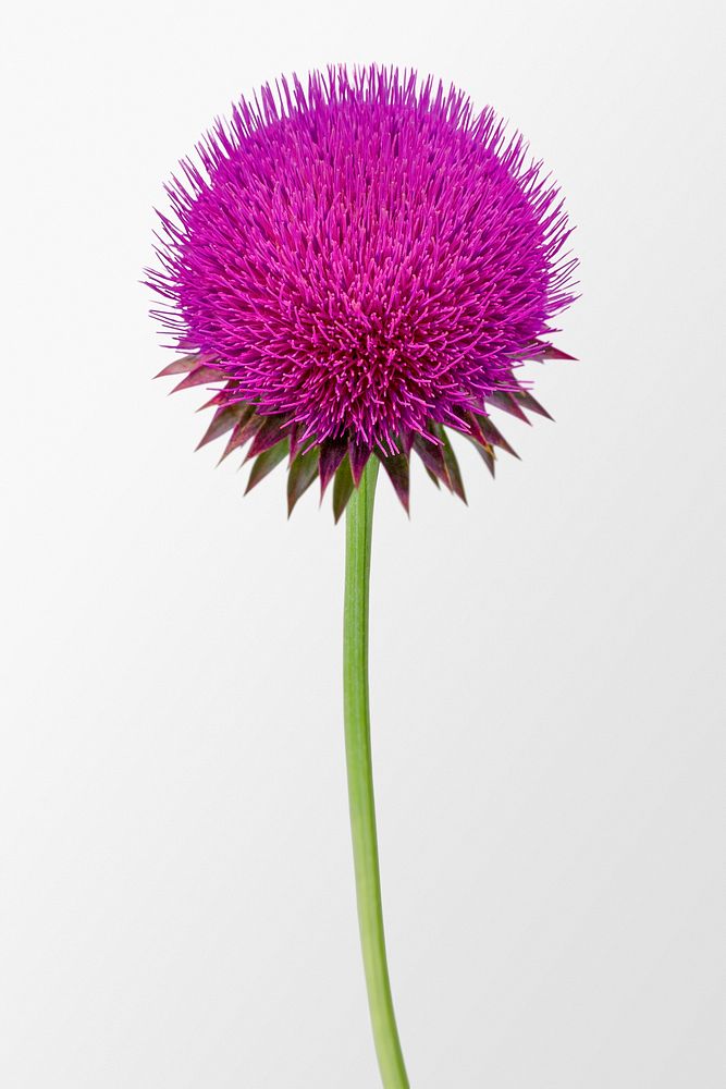Pink musk thistle, spring flower | Free Photo - rawpixel