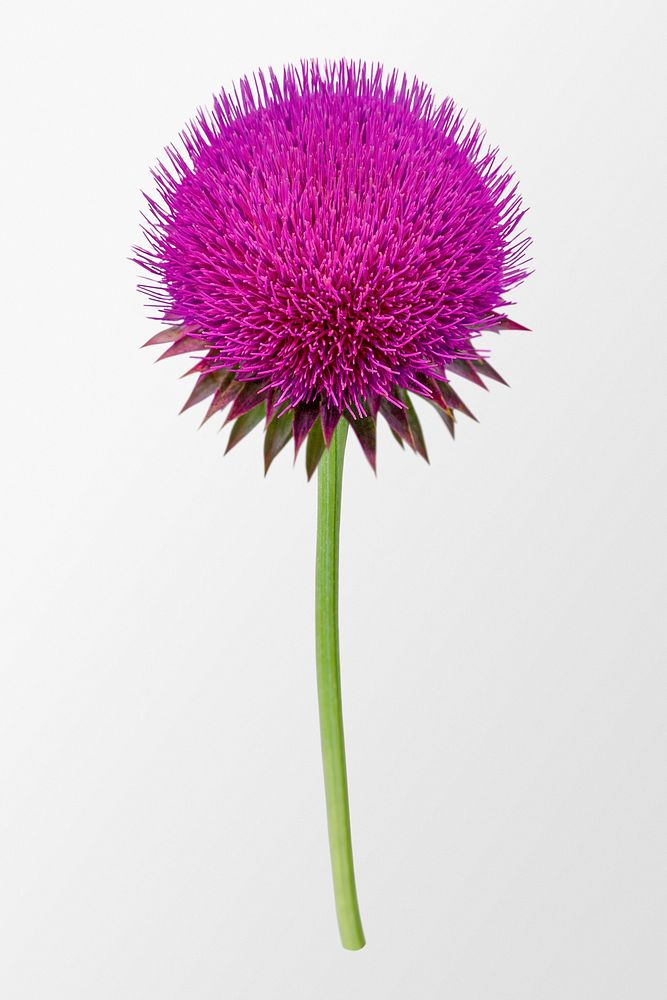 Musk thistle, pink flower collage element psd