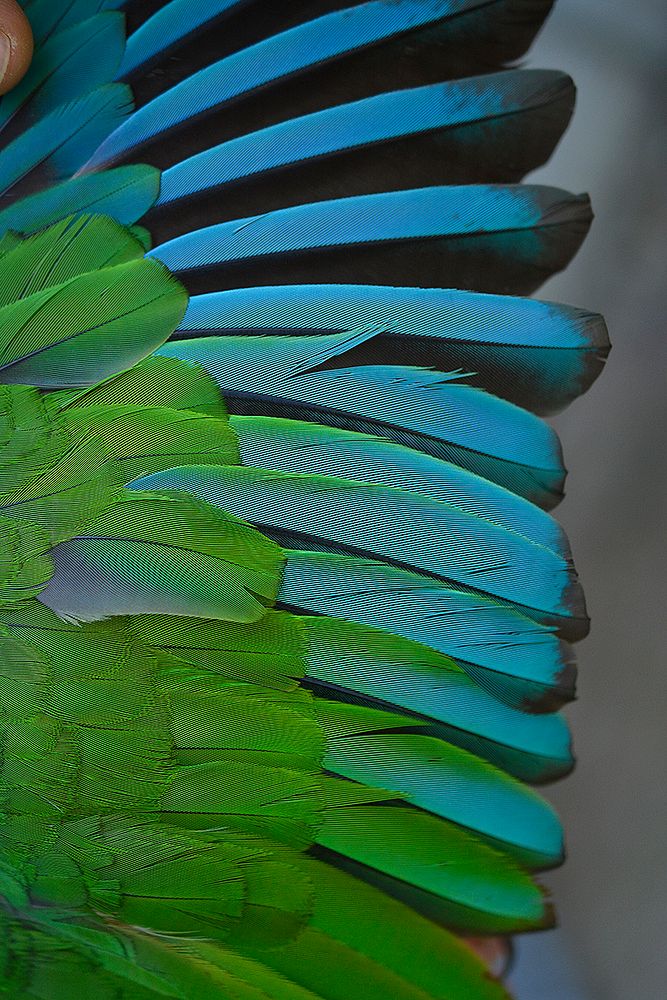 Puerto Rican Parrot primary feathers. Original public domain image from Flickr