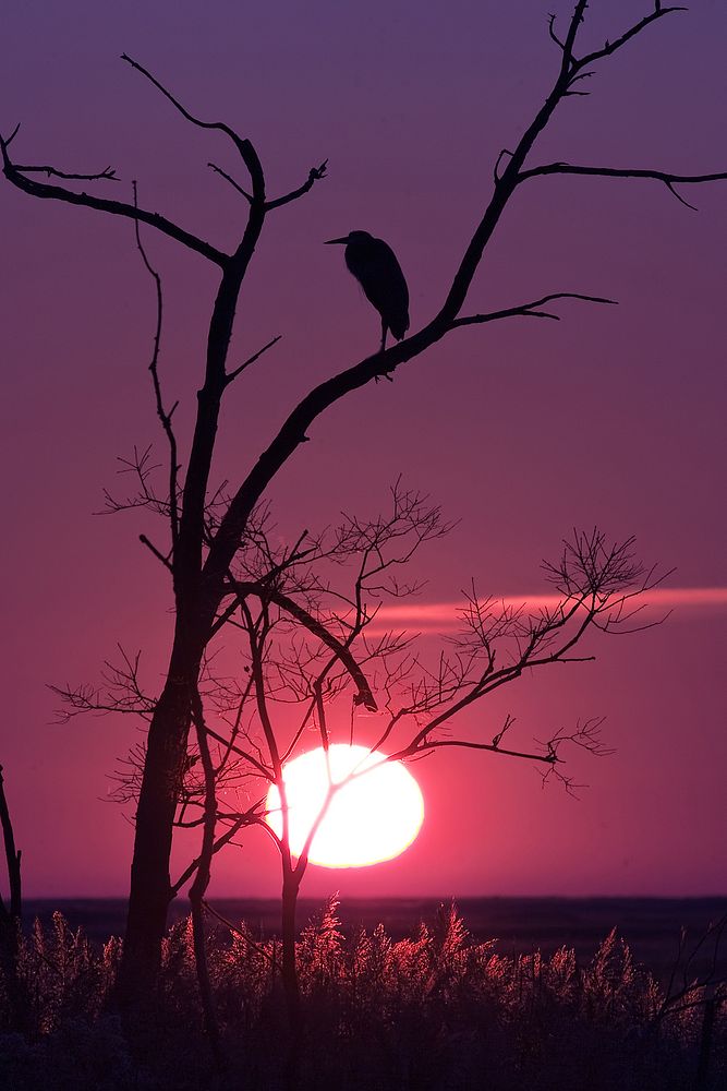 Heron Silhouette at Sunset