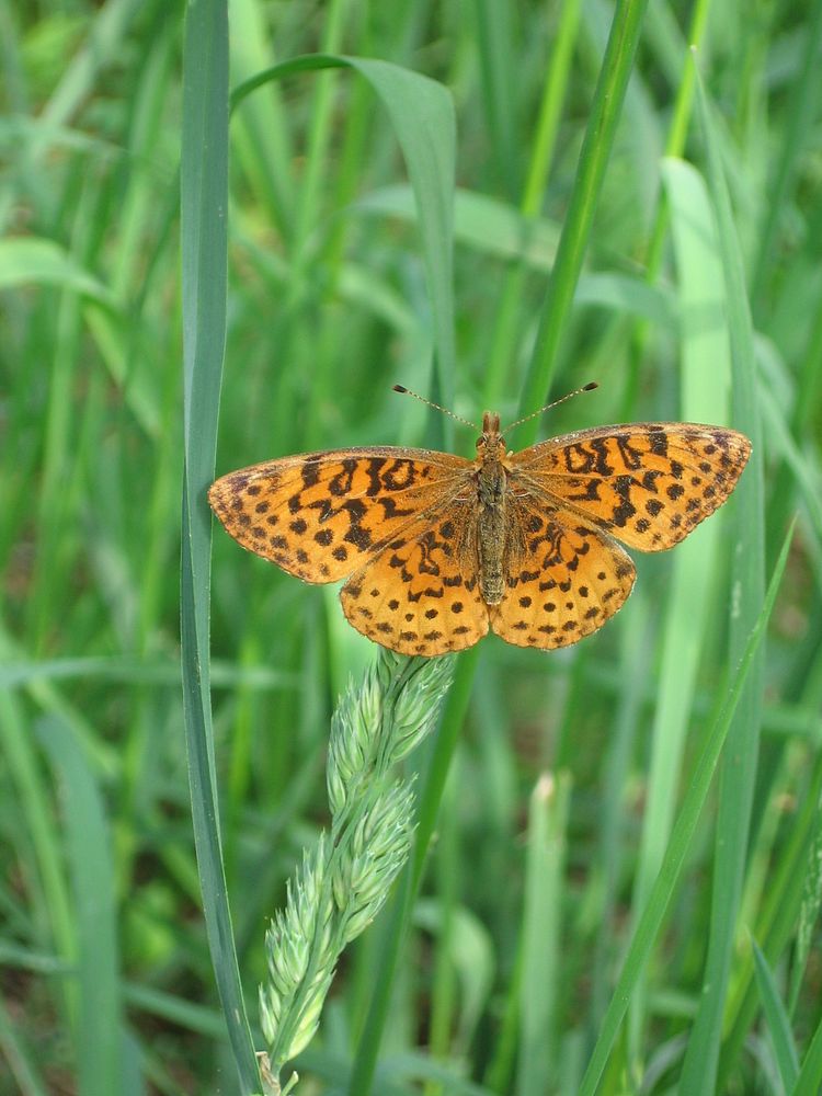 Meadow Fritillary Butterfly. Free public domain CC0 photo.