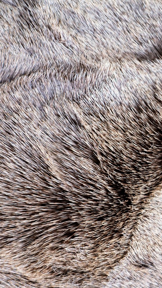Animal fur texture phone wallpaper, high definition background