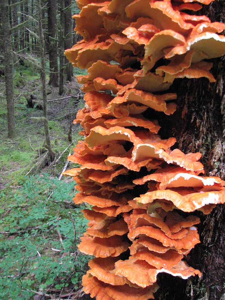 Chicken of the woods_Fungi, Olympic National Forest. Forest Service Photo. Original public domain image from Flickr