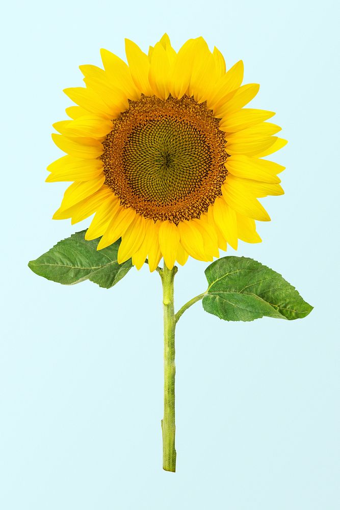 Sunflower clipart, blooming flower psd