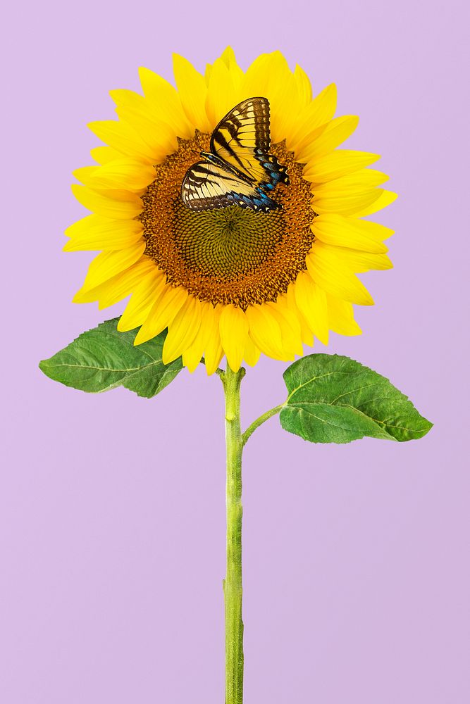 Sunflower with butterfly on purple background