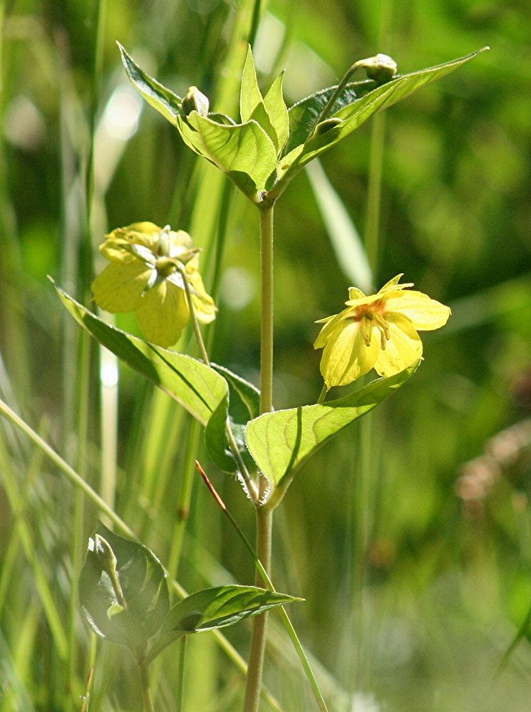 Primula elatior, oxlip. Columbus, Montana. June 11, 2008. Original public domain image from Flickr