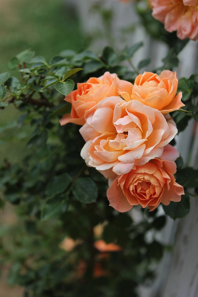 Orange rose. Free public domain CC0 photo.