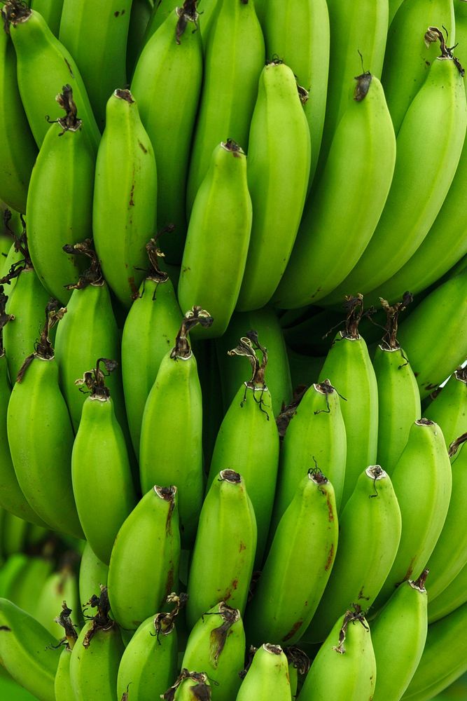 Closeup on raw green bananas on tree. Free public domain CC0 photo.