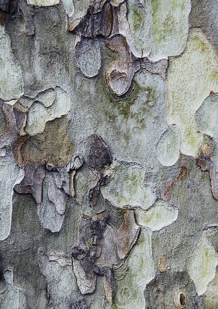 Tree bark texture, abstract background