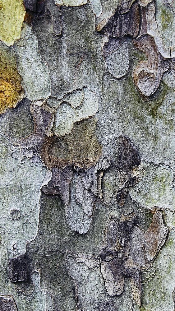 Tree bark texture mobile wallpaper, abstract high definition background