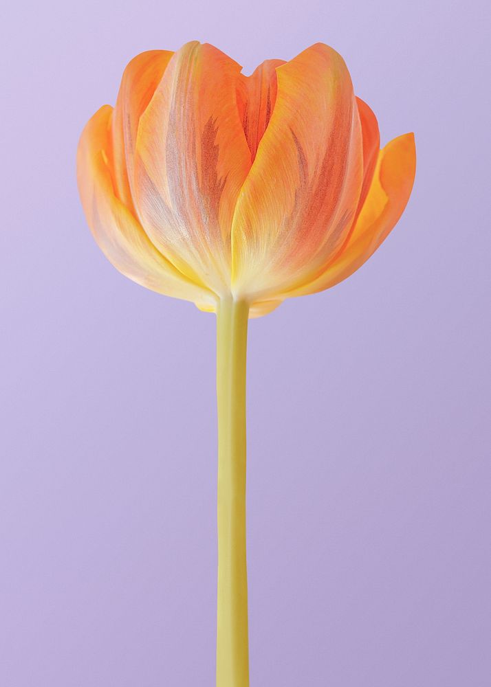 Blooming orange tulip, spring flower clipart