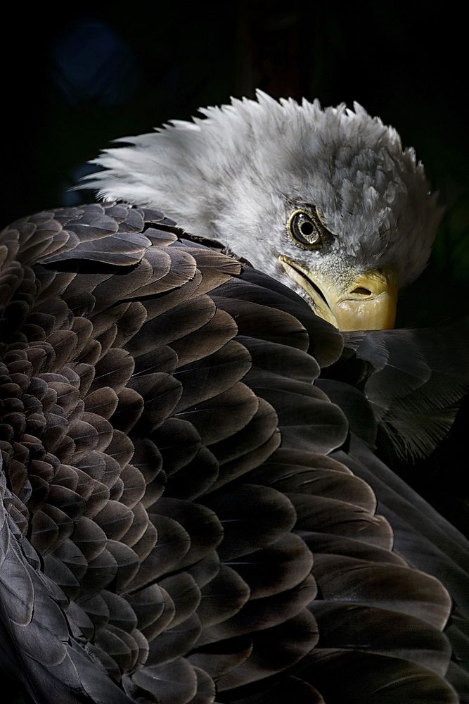 Bald eagle, animal photography. Free public domain CC0 image.