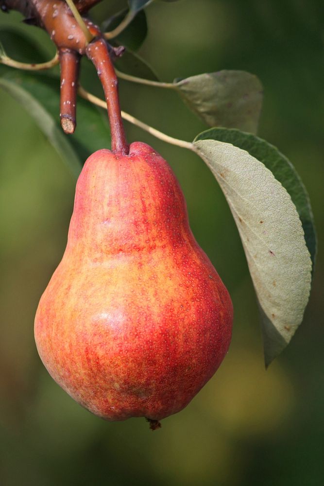 Closeup on red pear growing on tree.Free public domain CC0 photo. 