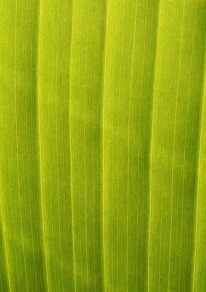 Green leaf texture, nature background