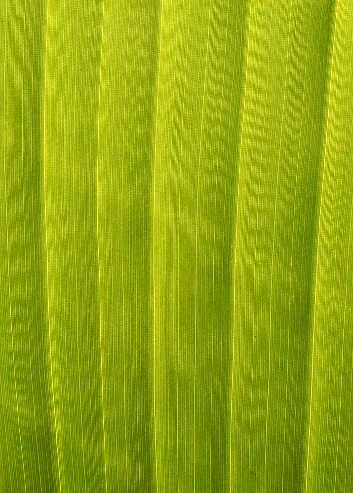 Green leaf macro, nature background