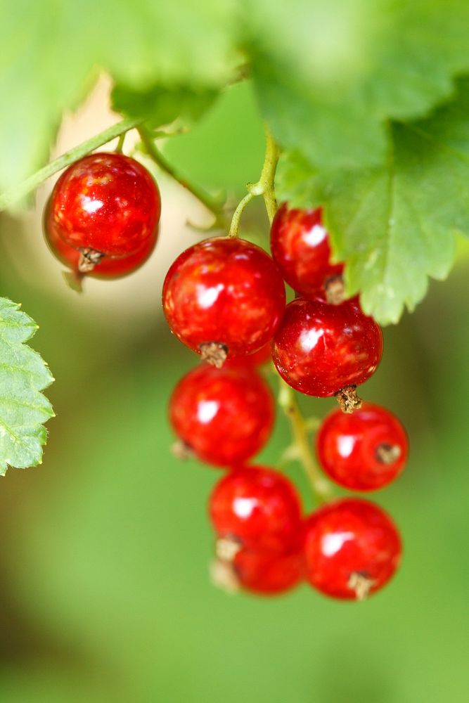 Closeup on red currant growing on bush. Free public domain CC0 photo.