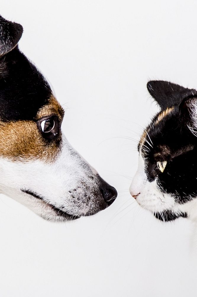 Cat and dog facing each other. Free public domain CC0 photo