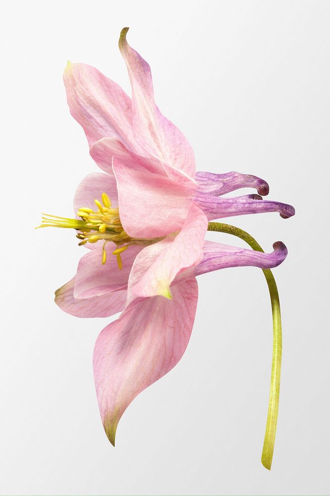Pink common columbine, flower clipart psd