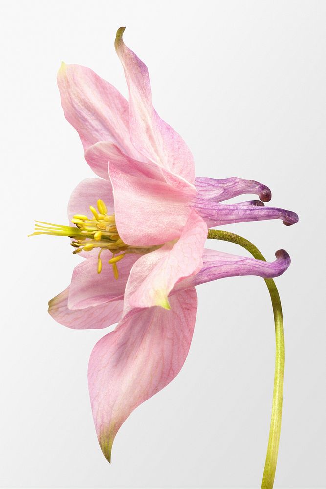 Blooming pink columbine flower clipart