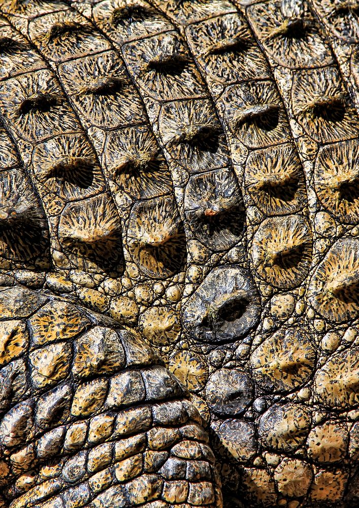 Crocodile skin texture, animal close up background