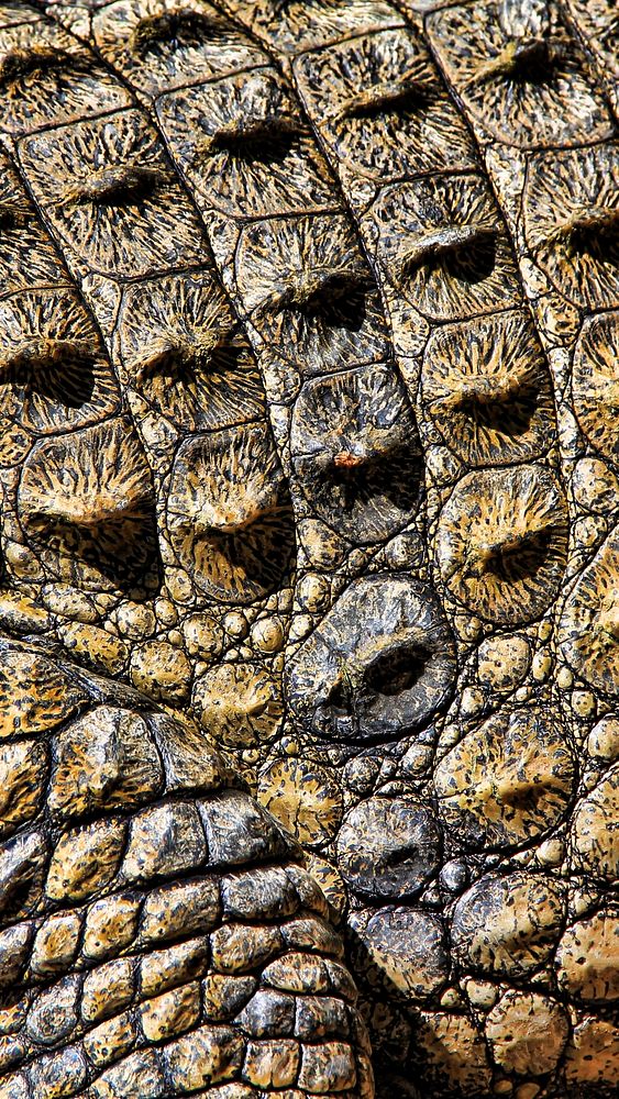Crocodile skin texture mobile wallpaper, aesthetic high definition background
