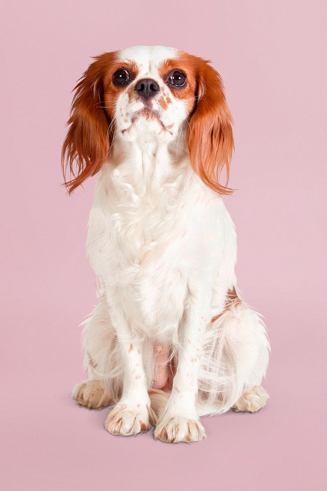Cavalier King Charles Spaniel, dog in pink background