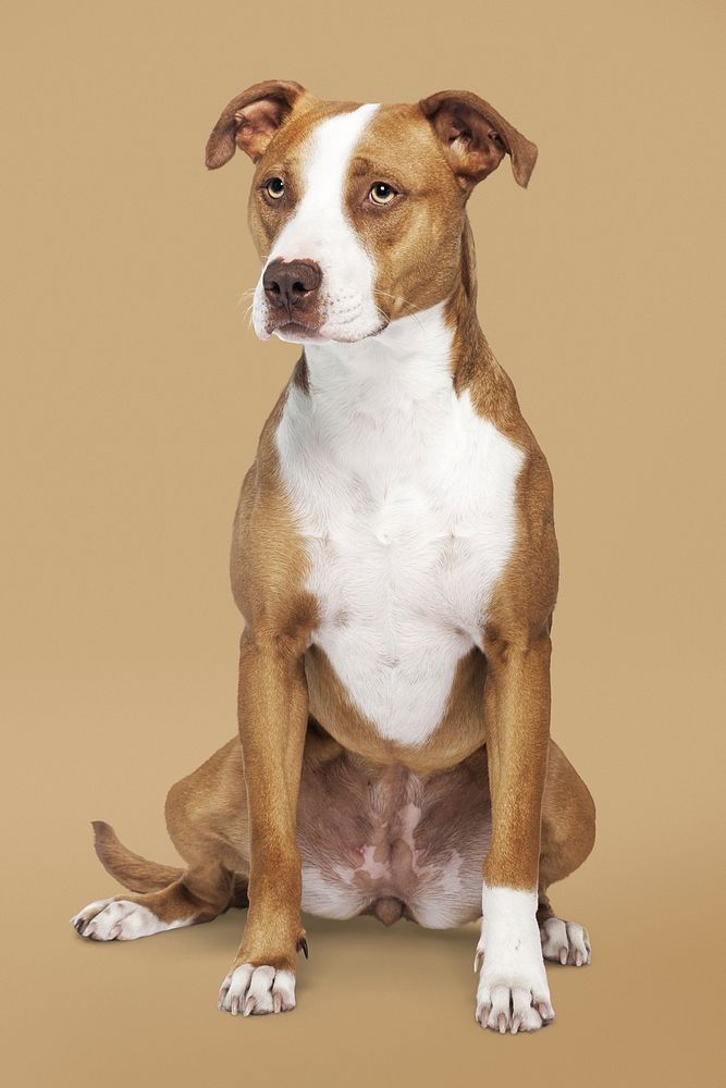 American Pit Bull Terrier, dog in brown background
