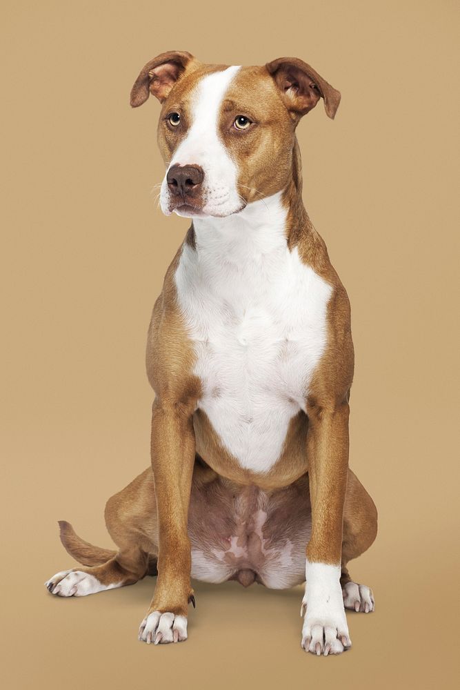 Dog sticker, American Pit Bull Terrier, animal psd