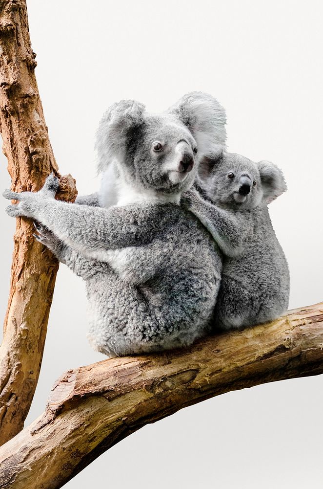 Koalas isolated on white, real animal design psd