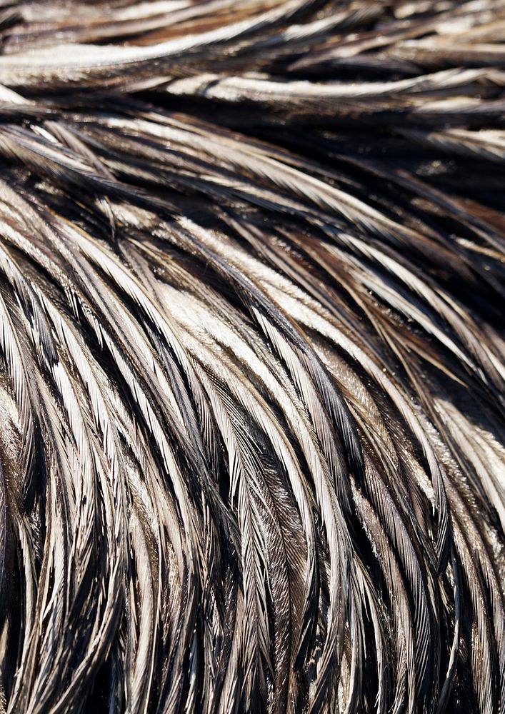 Wet bird feathers texture, animal close up background