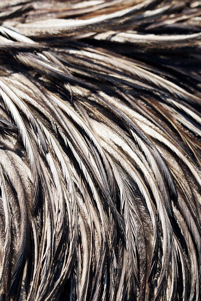 Wet feathers texture, bird close up design background