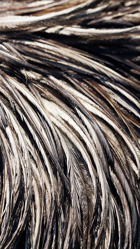 Wet feathers texture phone wallpaper, high definition background